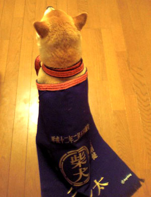 東京のお客様Fさまより　愛犬のケン太くん前掛け！