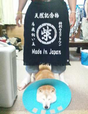 東京のＴ様と柴犬ゆずちゃん前掛け！